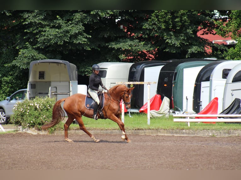 Deutsches Reitpferd Stute 7 Jahre 154 cm Fuchs in Kiel