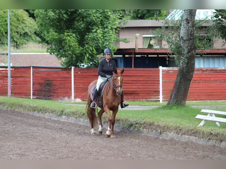 Deutsches Reitpferd Stute 7 Jahre 154 cm Fuchs in Kiel