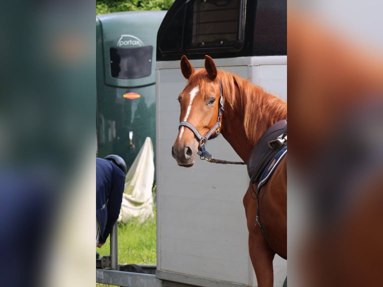 Deutsches Reitpferd Stute 7 Jahre 154 cm Fuchs in Kiel