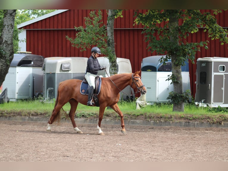 Deutsches Reitpferd Stute 7 Jahre 154 cm Fuchs in Kiel
