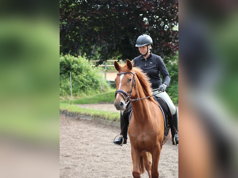 Deutsches Reitpferd Stute 7 Jahre 154 cm Fuchs in Kiel