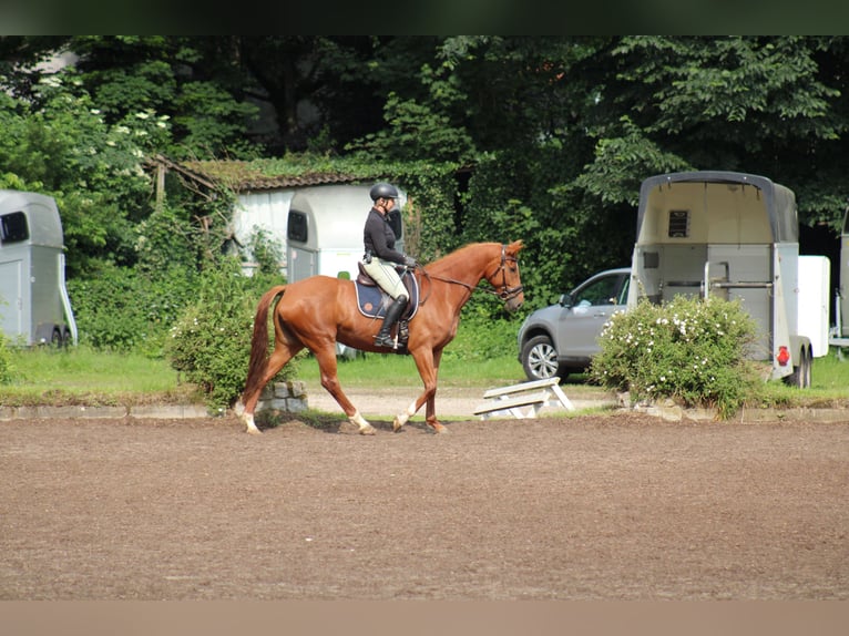 Deutsches Reitpferd Stute 7 Jahre 154 cm Fuchs in Kiel