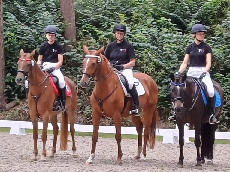 Deutsches Reitpferd Stute 7 Jahre 154 cm Fuchs in Kiel