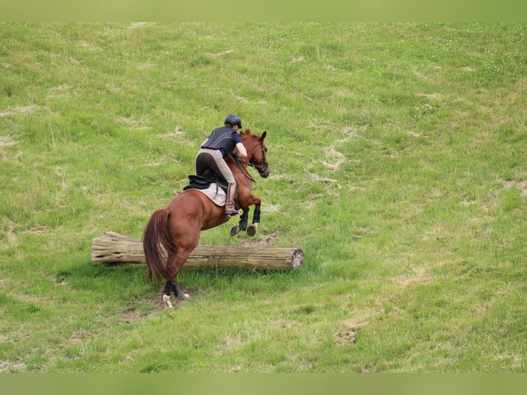 Deutsches Reitpferd Stute 7 Jahre 156 cm Fuchs in Kiel