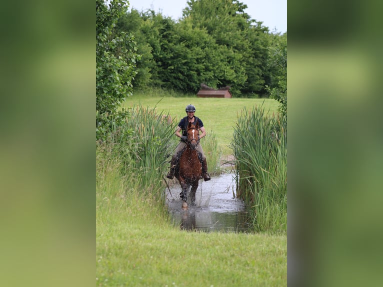 Deutsches Reitpferd Stute 7 Jahre 156 cm Fuchs in Kiel