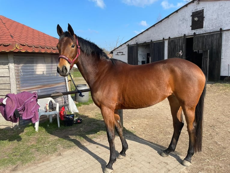 Deutsches Reitpferd Stute 7 Jahre 157 cm Brauner in Rerik