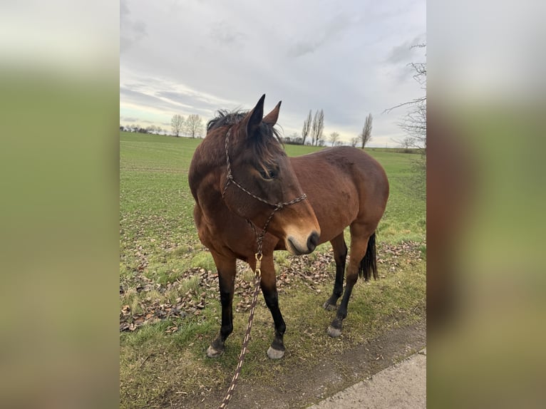 Deutsches Reitpferd Stute 7 Jahre 157 cm Brauner in BiendorfRerik