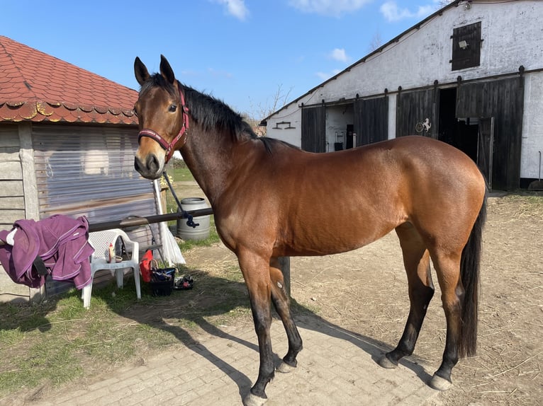 Deutsches Reitpferd Stute 7 Jahre 157 cm Brauner in BiendorfRerik