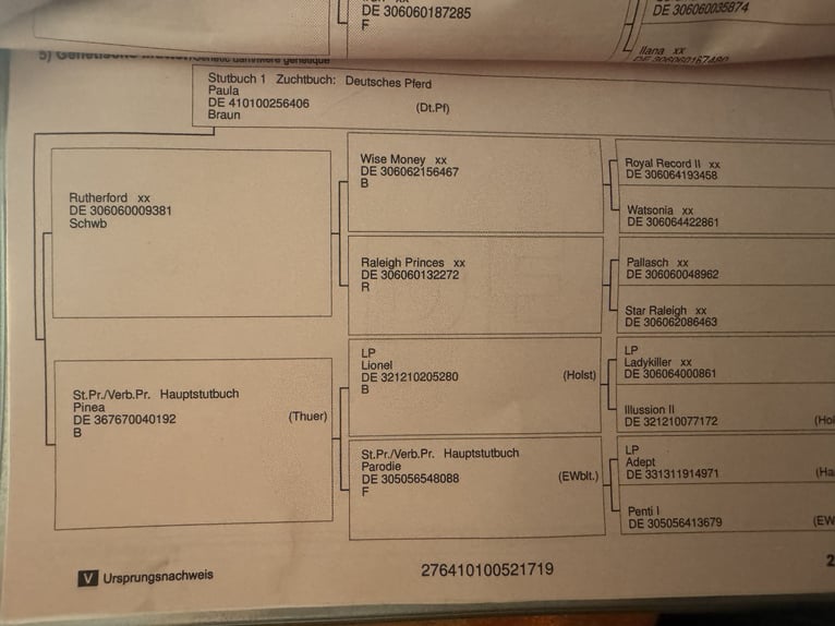 Deutsches Reitpferd Stute 7 Jahre 157 cm Brauner in BiendorfRerik