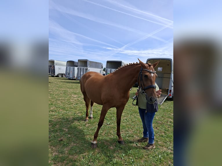 Deutsches Reitpferd Stute 7 Jahre 157 cm Fuchs in Nümbrecht