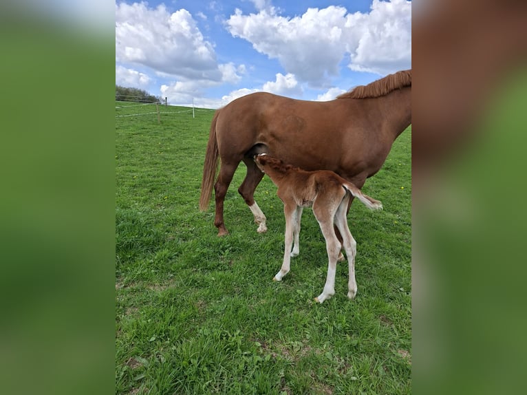 Deutsches Reitpferd Stute 7 Jahre 158 cm Fuchs in Nümbrecht