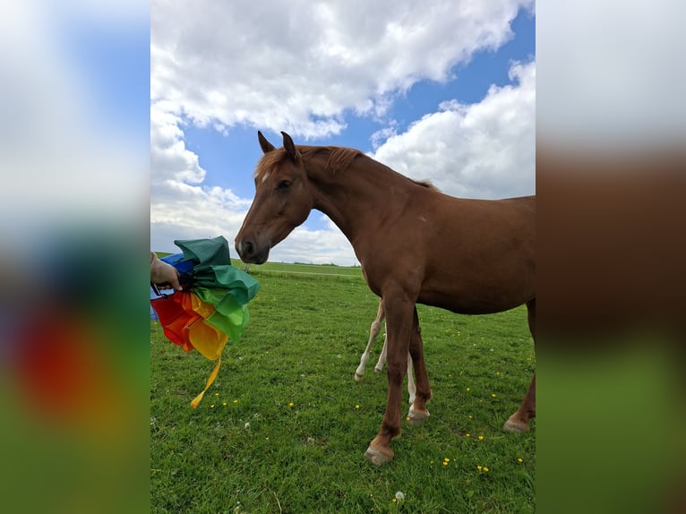 Deutsches Reitpferd Stute 7 Jahre 158 cm Fuchs in Nümbrecht