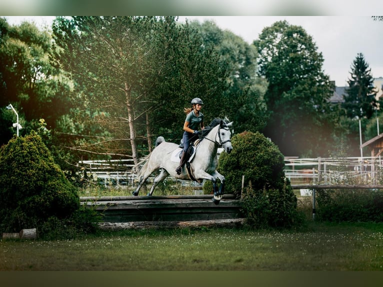 Deutsches Reitpferd Stute 7 Jahre 158 cm Schimmel in Marktredwitz