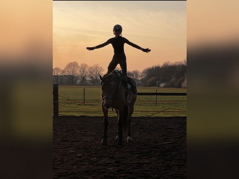 Deutsches Reitpferd Stute 7 Jahre 159 cm Brauner in Wielen