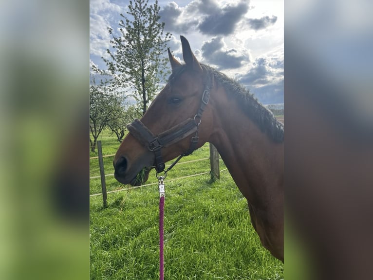 Deutsches Reitpferd Stute 7 Jahre 159 cm Brauner in Wielen