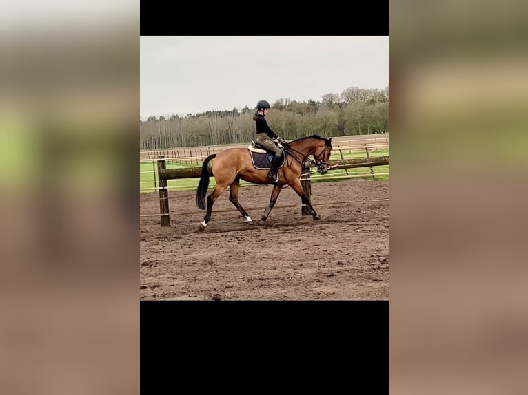Deutsches Reitpferd Stute 7 Jahre 159 cm Brauner in Wielen