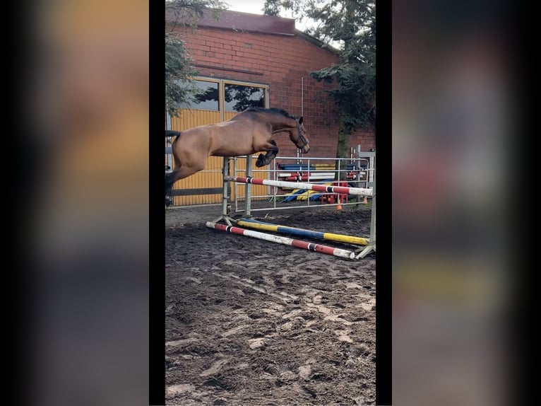 Deutsches Reitpferd Stute 7 Jahre 159 cm Brauner in Wielen
