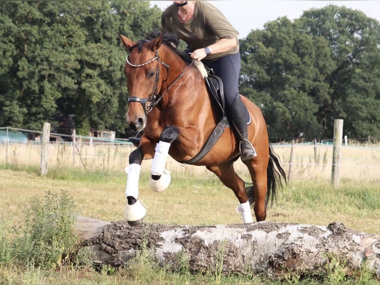 Deutsches Reitpferd Stute 7 Jahre 159 cm Brauner in Wielen