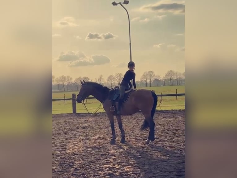 Deutsches Reitpferd Stute 7 Jahre 159 cm Brauner in Wielen