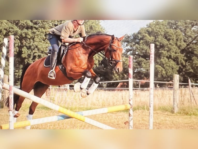 Deutsches Reitpferd Stute 7 Jahre 159 cm Brauner in Wielen