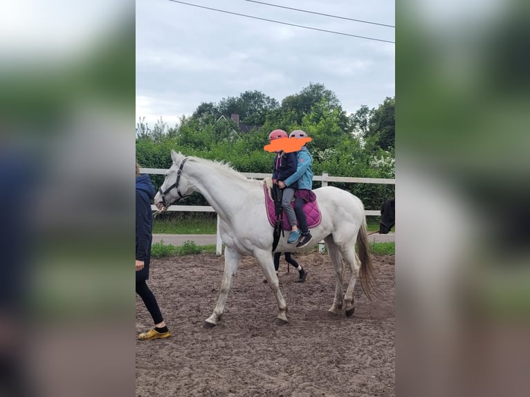 Deutsches Reitpferd Mix Stute 7 Jahre 160 cm Schimmel in Klein Nordende