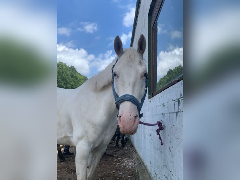 Deutsches Reitpferd Mix Stute 7 Jahre 160 cm Schimmel in Klein Nordende