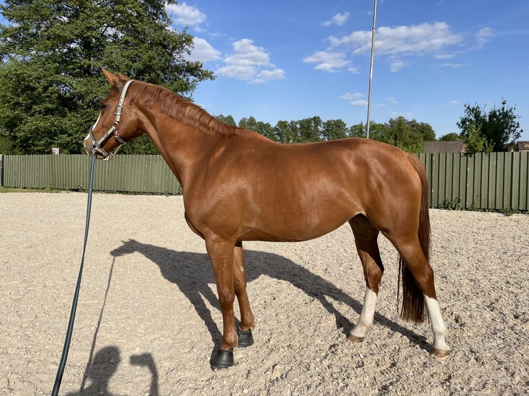 Deutsches Reitpferd Stute 7 Jahre 161 cm Fuchs in Dahmetal