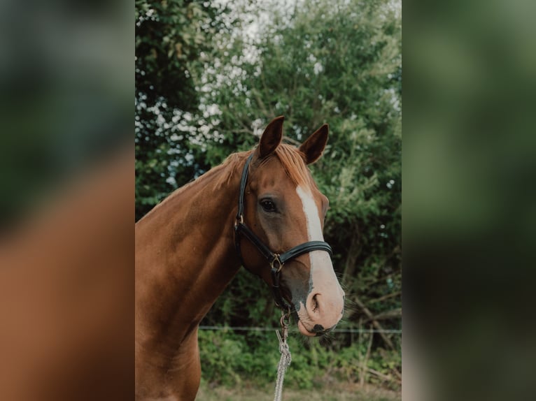Deutsches Reitpferd Stute 7 Jahre 161 cm Fuchs in Dahmetal