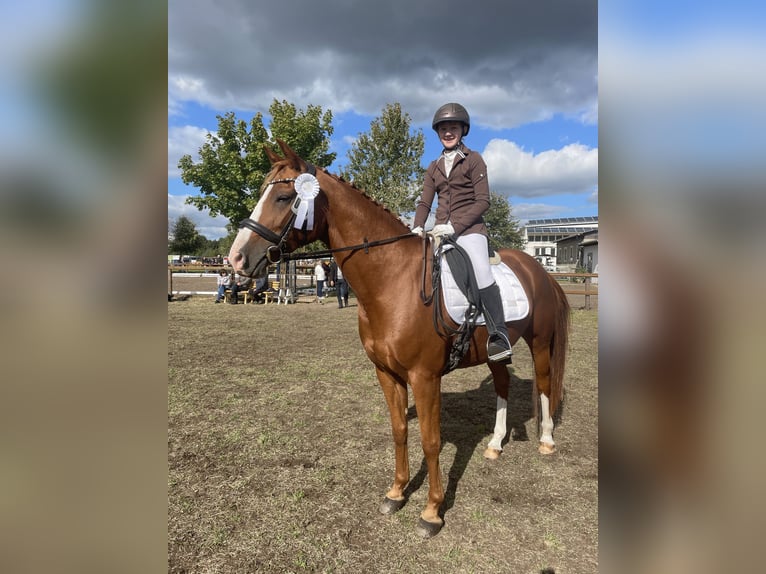 Deutsches Reitpferd Stute 7 Jahre 161 cm Fuchs in Dahmetal