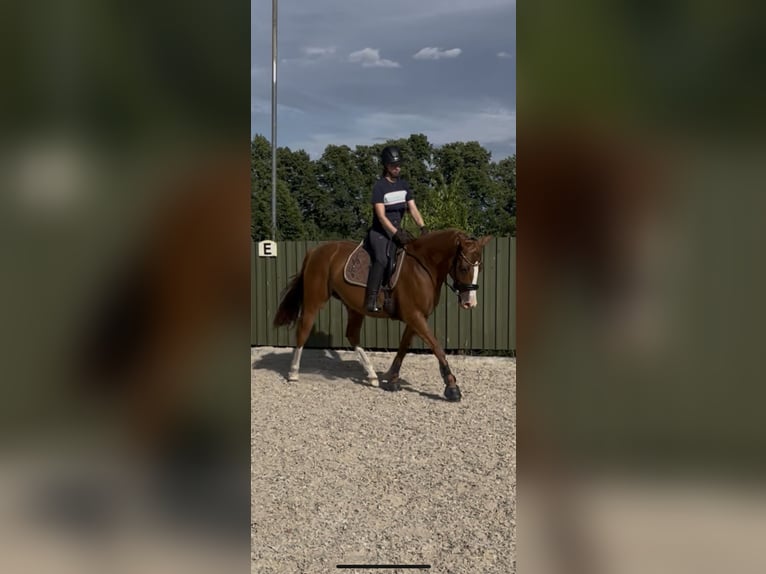Deutsches Reitpferd Stute 7 Jahre 161 cm Fuchs in Dahmetal