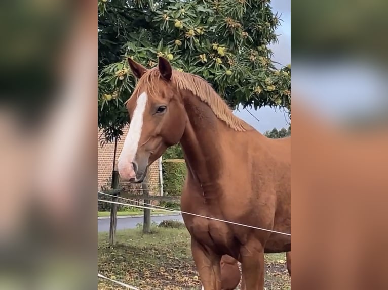 Deutsches Reitpferd Stute 7 Jahre 161 cm Fuchs in Dahmetal