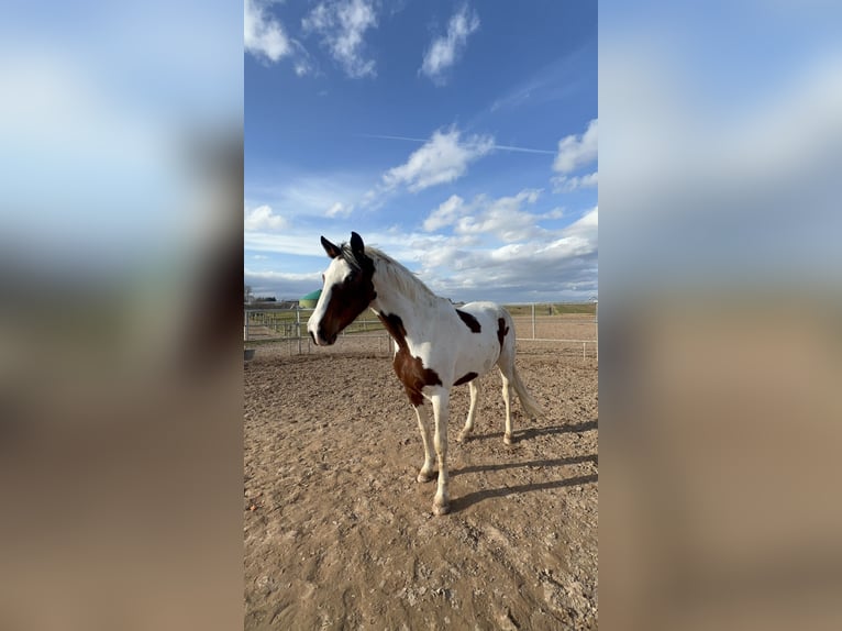 Deutsches Reitpferd Stute 7 Jahre 163 cm Schecke in Creuzburg