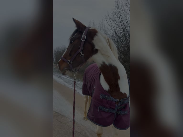 Deutsches Reitpferd Stute 7 Jahre 163 cm Schecke in Creuzburg