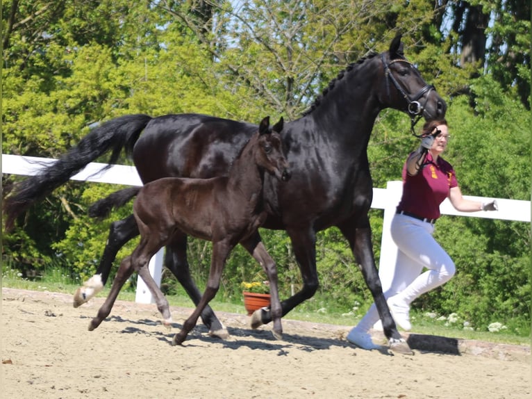 Deutsches Reitpferd Stute 7 Jahre 163 cm Schwarzbrauner in Markvippach