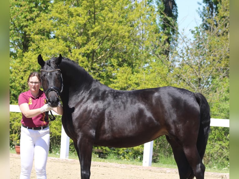 Deutsches Reitpferd Stute 7 Jahre 163 cm Schwarzbrauner in Markvippach