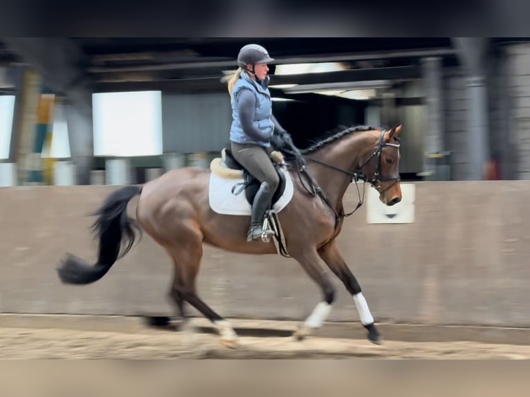 Deutsches Reitpferd Stute 7 Jahre 164 cm Brauner in Süderlügum