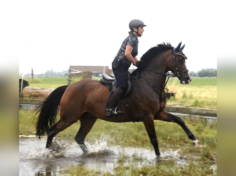 Deutsches Reitpferd Stute 7 Jahre 165 cm Brauner in Neustadt (Wied)