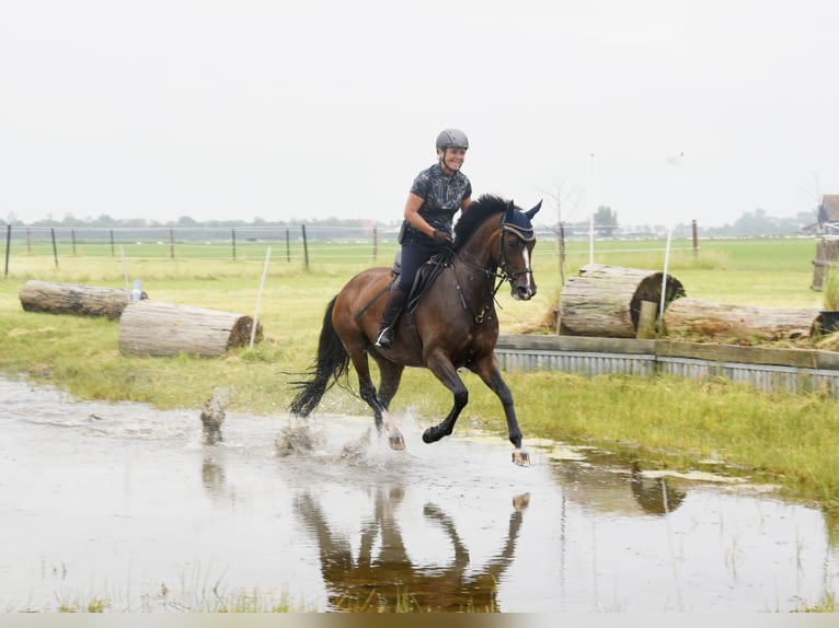 Deutsches Reitpferd Stute 7 Jahre 165 cm Brauner in Neustadt (Wied)
