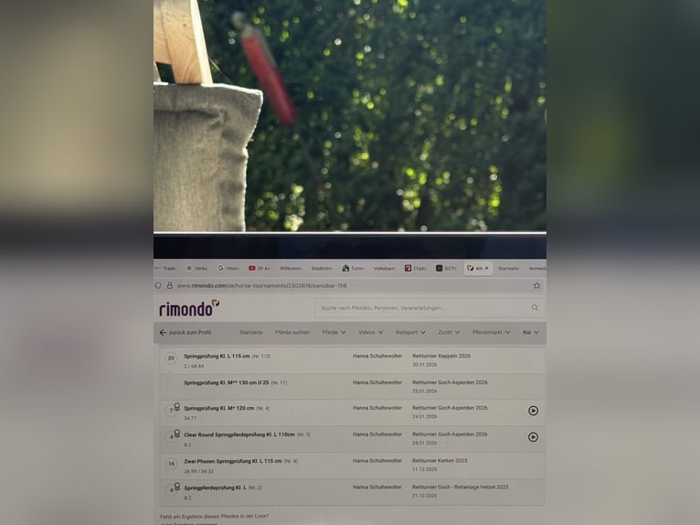 Deutsches Reitpferd Stute 7 Jahre 165 cm Brauner in Uedem