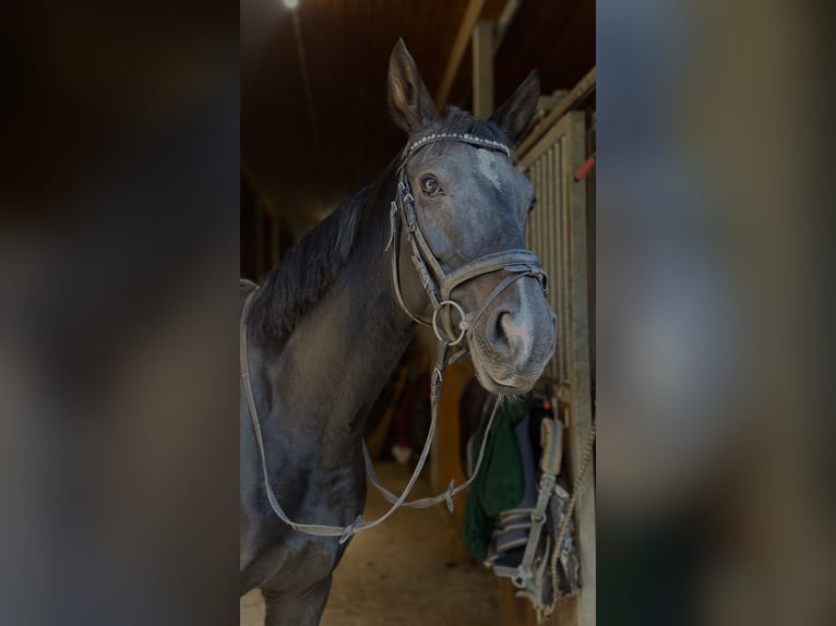 Deutsches Reitpferd Stute 7 Jahre 165 cm  in Ramsau am Dachstein