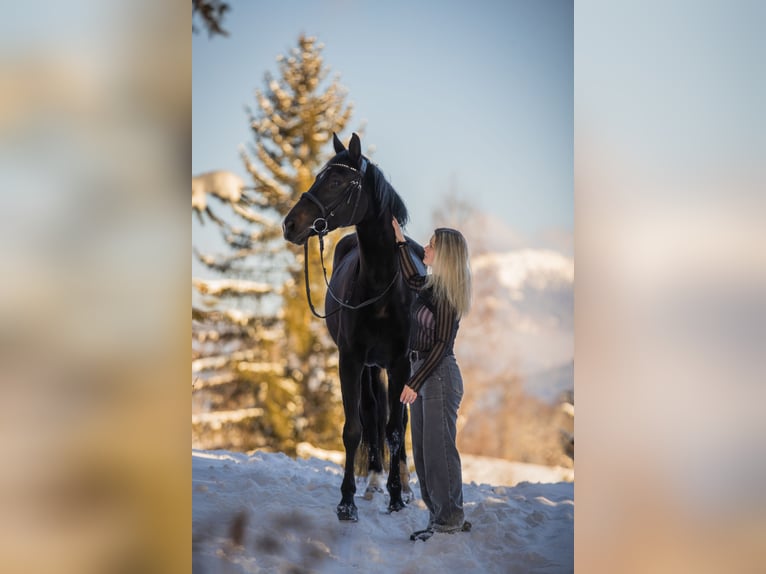Deutsches Reitpferd Stute 7 Jahre 165 cm  in Ramsau am Dachstein