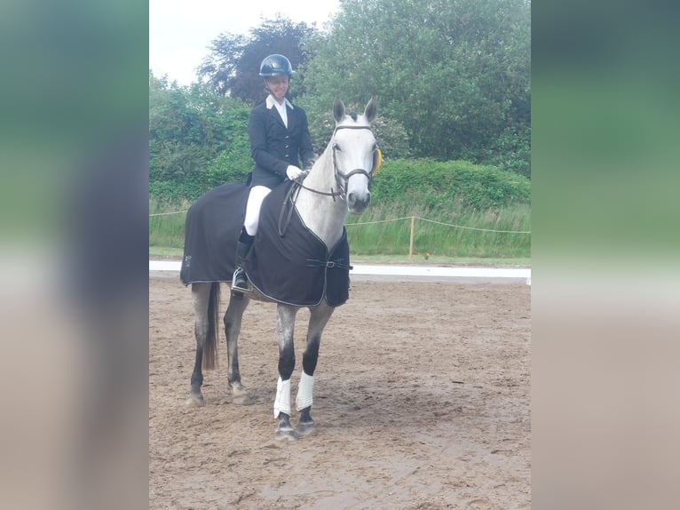 Deutsches Reitpferd Stute 7 Jahre 165 cm Fliegenschimmel in Norderstedt