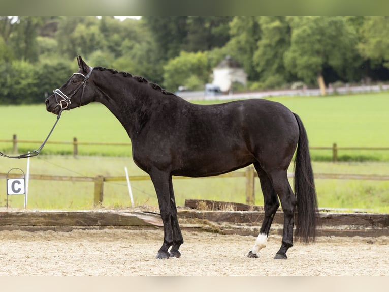 Deutsches Reitpferd Stute 7 Jahre 165 cm Rappe in Dortmund