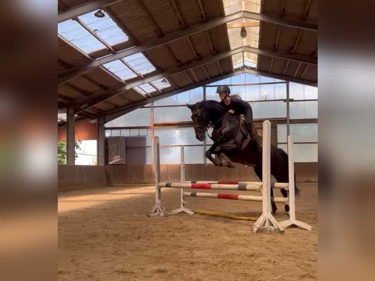 Deutsches Reitpferd Stute 7 Jahre 165 cm Rappe in Friesoythe