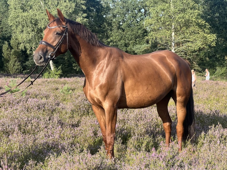 Deutsches Reitpferd Stute 7 Jahre 166 cm Dunkelfuchs in Egestorf