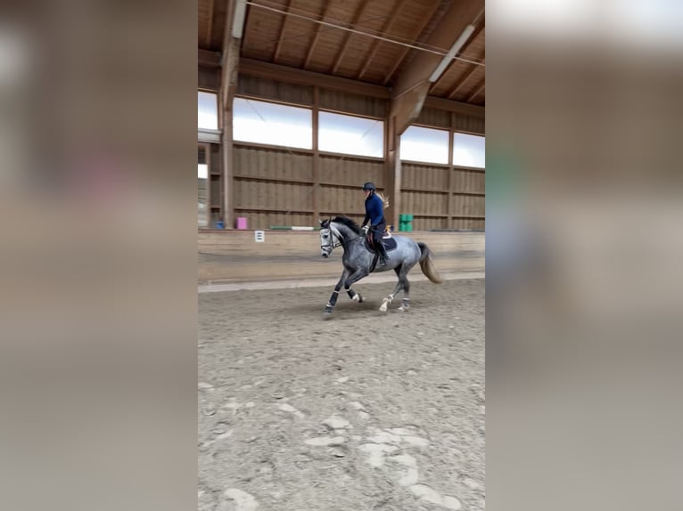 Deutsches Reitpferd Stute 7 Jahre 167 cm Apfelschimmel in Bremen
