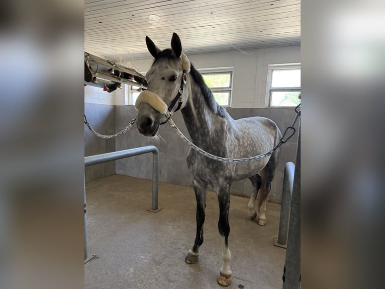 Deutsches Reitpferd Stute 7 Jahre 167 cm Apfelschimmel in Bremen