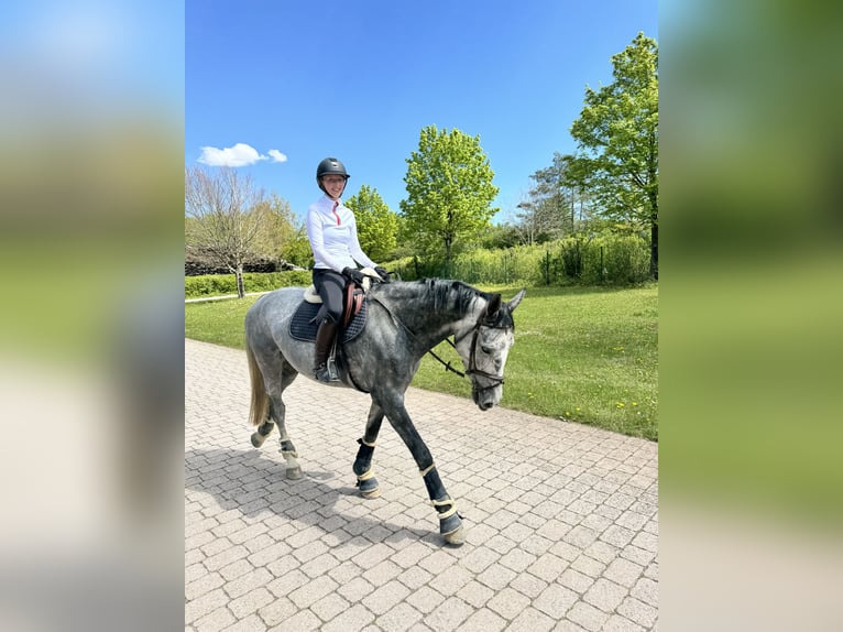 Deutsches Reitpferd Stute 7 Jahre 167 cm Apfelschimmel in Bremen