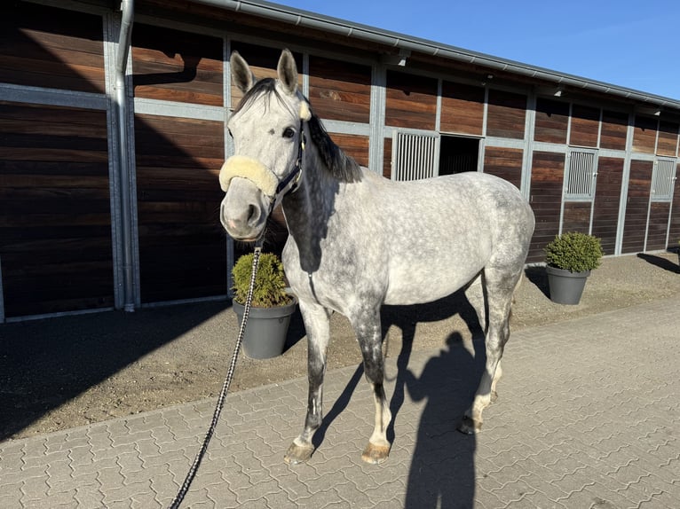 Deutsches Reitpferd Stute 7 Jahre 167 cm Apfelschimmel in Bremen