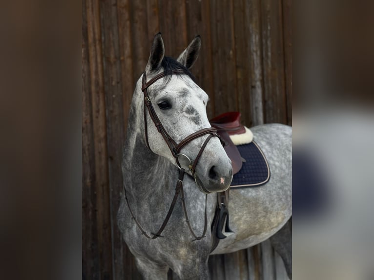 Deutsches Reitpferd Stute 7 Jahre 167 cm Apfelschimmel in Bremen